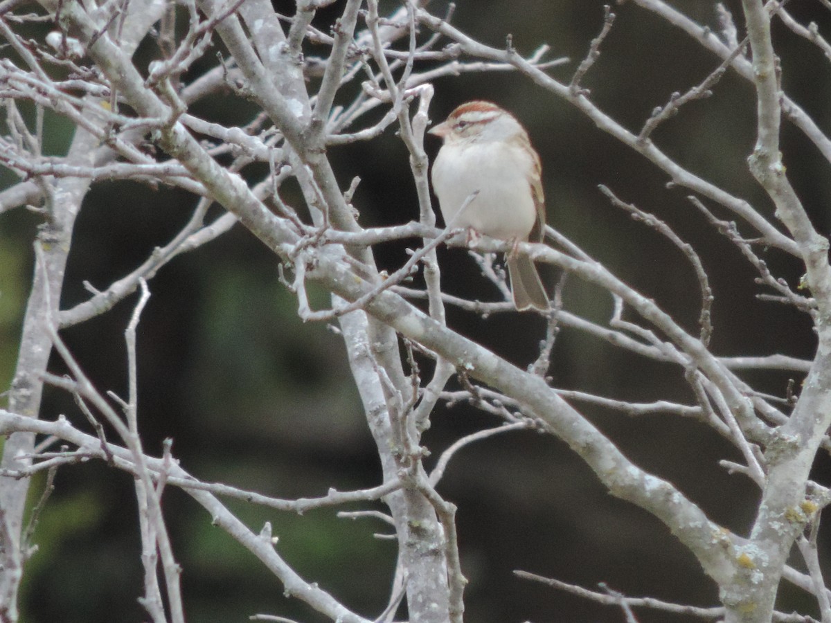 Chingolo Cejiblanco - ML651073523