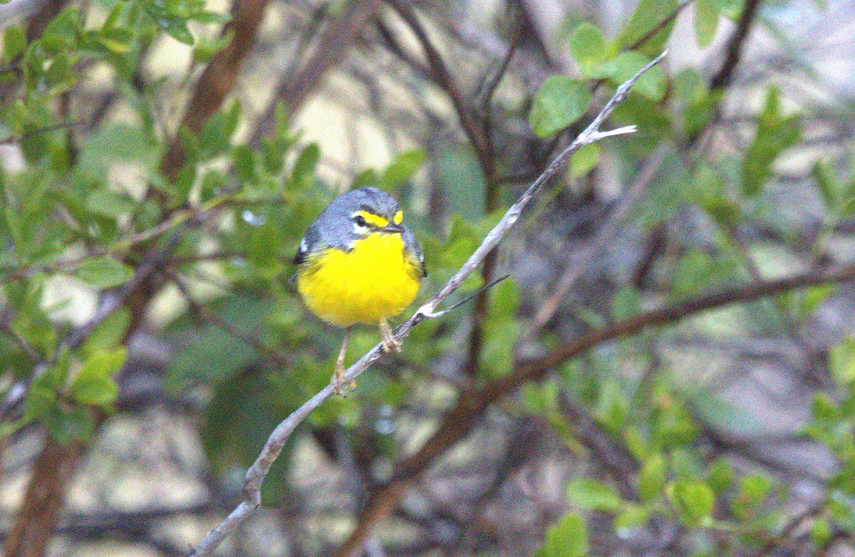 Adelaide's Warbler - ML651073543