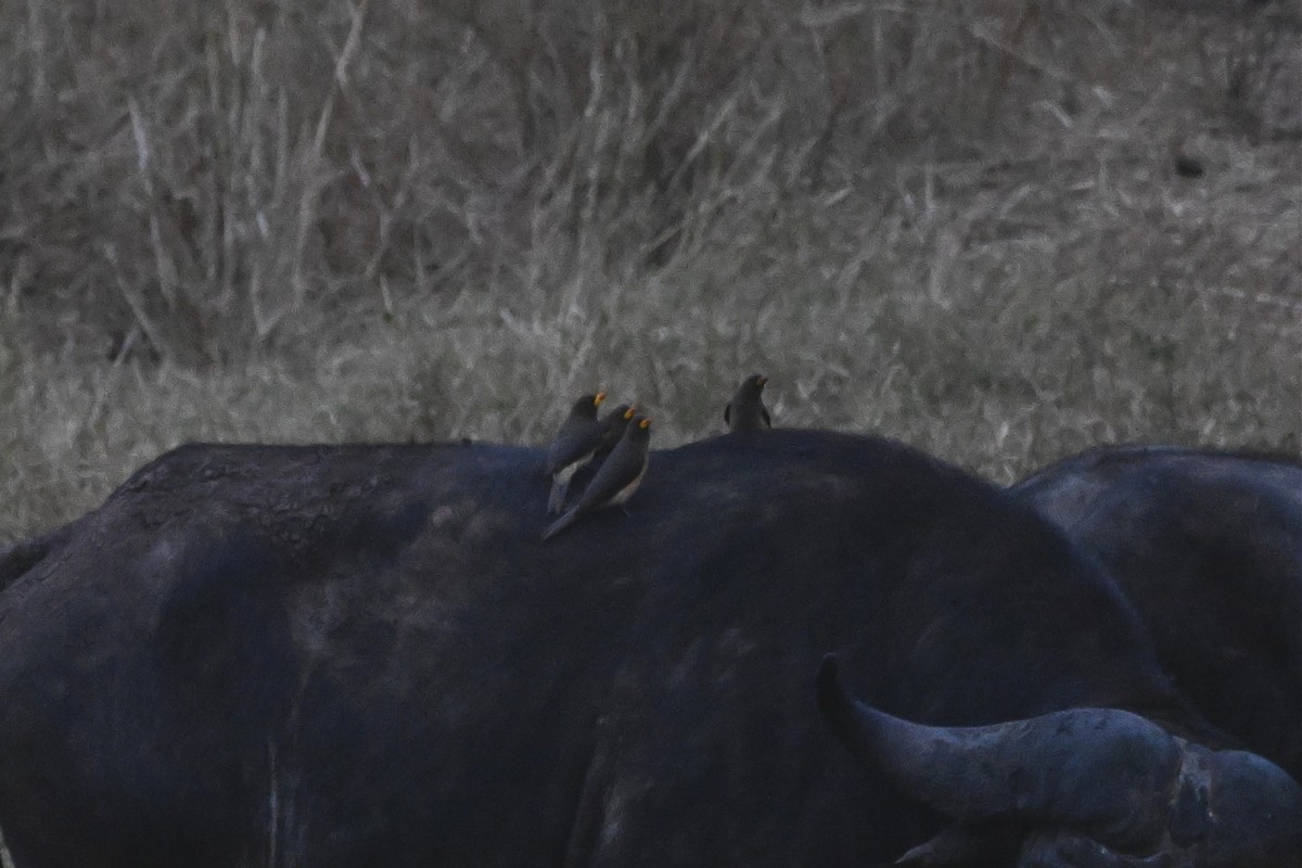 Yellow-billed Oxpecker - ML651073632