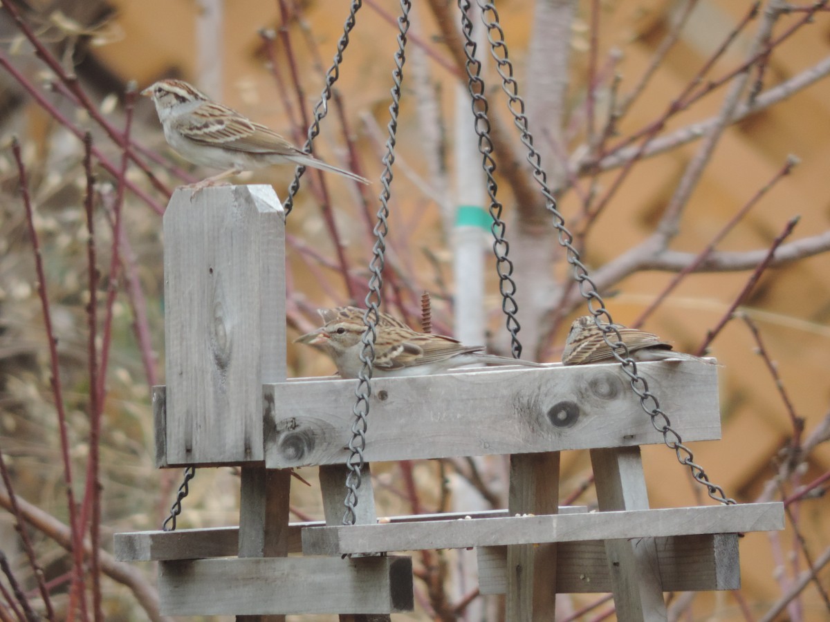 Chingolo Cejiblanco - ML651073656