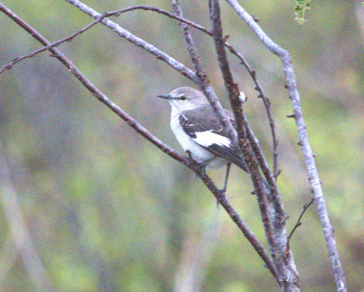 חקיינית צפונית - ML651073672