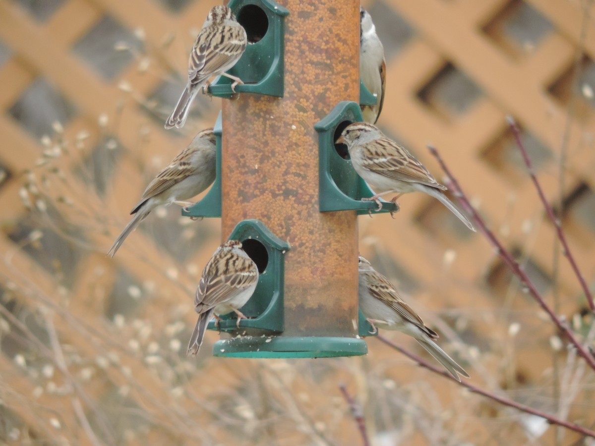 Gorrión Común - ML651073711