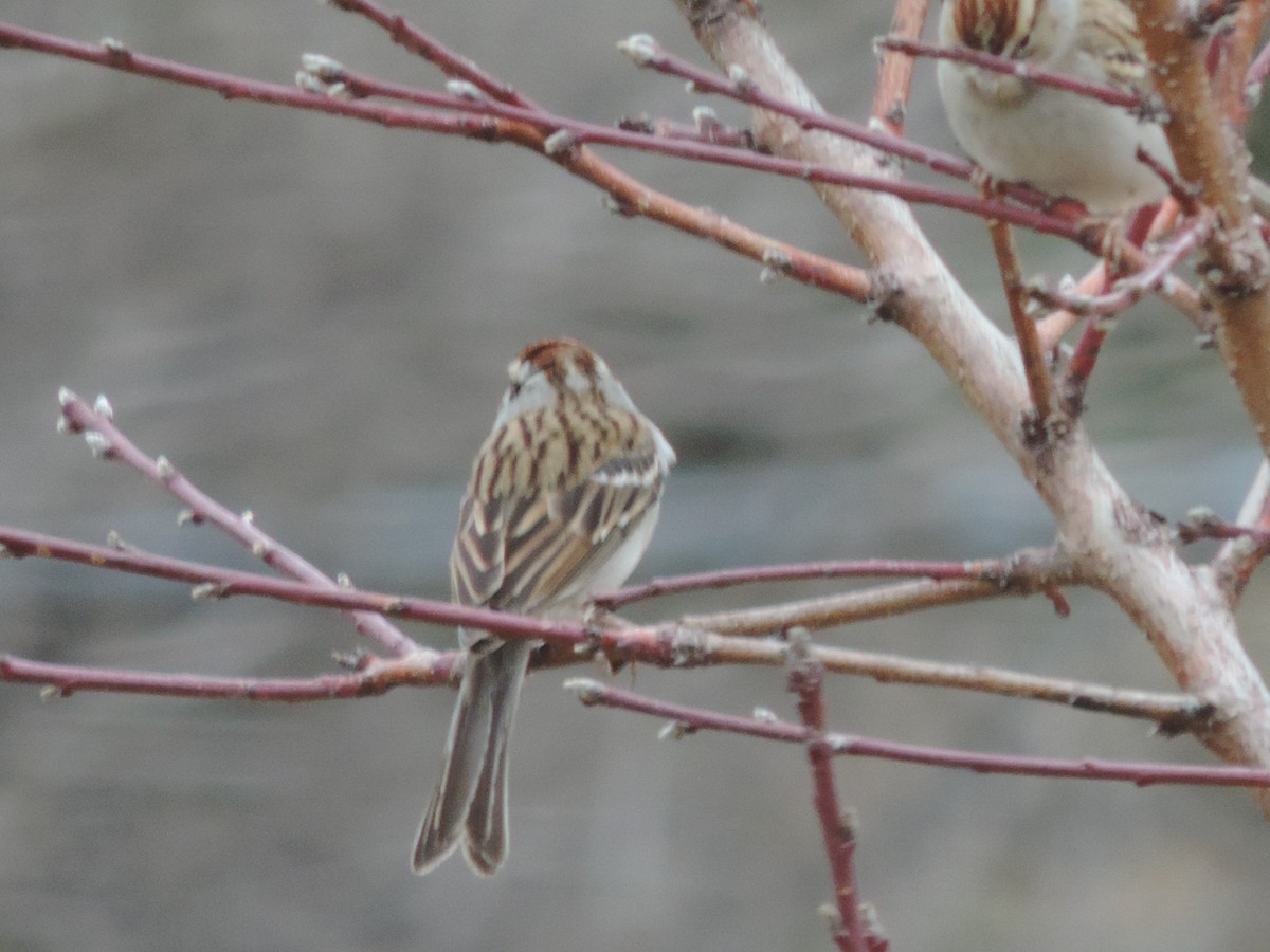 Chingolo Cejiblanco - ML651073908