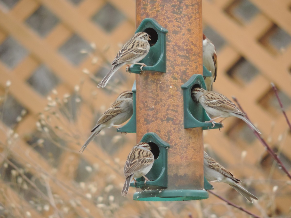 Gorrión Común - ML651073965