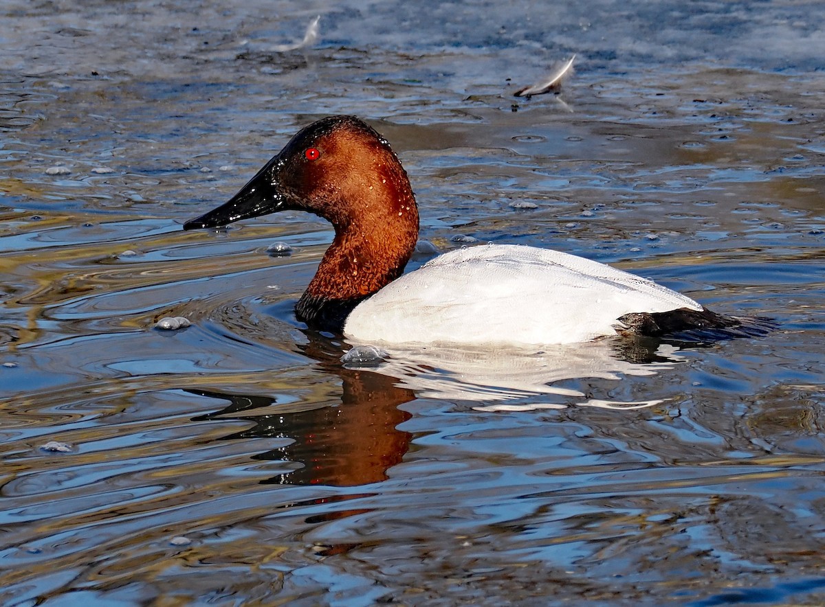 Porrón Coacoxtle - ML651074085