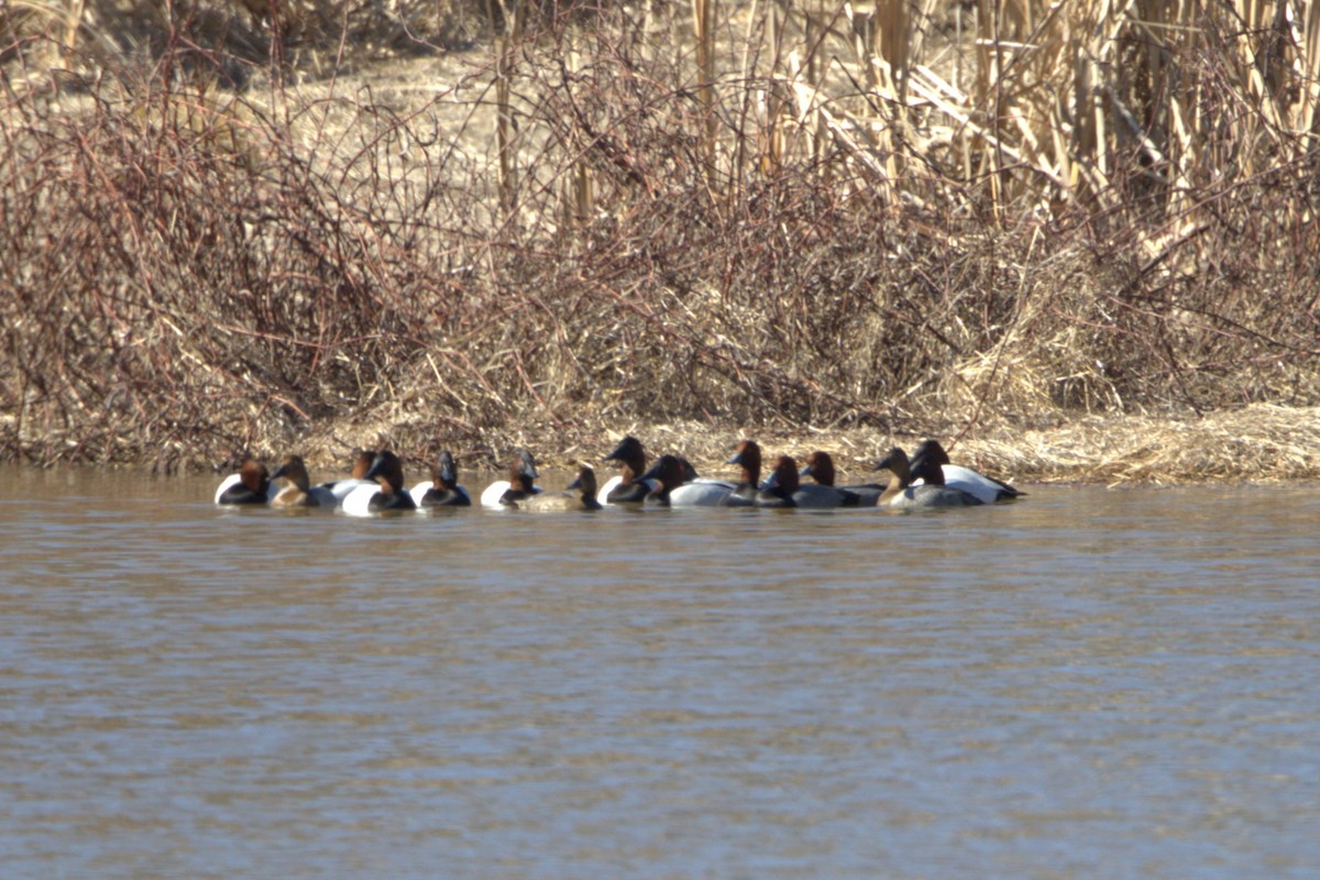 Porrón Coacoxtle - ML651074287