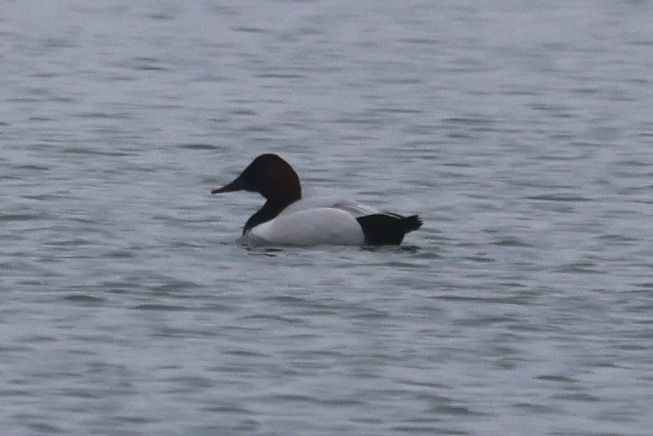 Porrón Coacoxtle - ML651074363