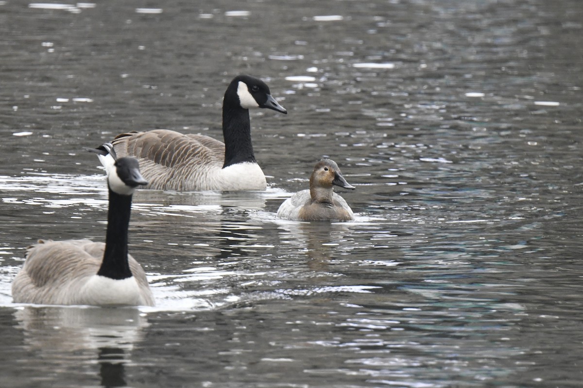 Porrón Coacoxtle - ML651074533