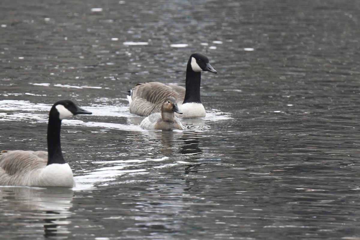 Porrón Coacoxtle - ML651074534