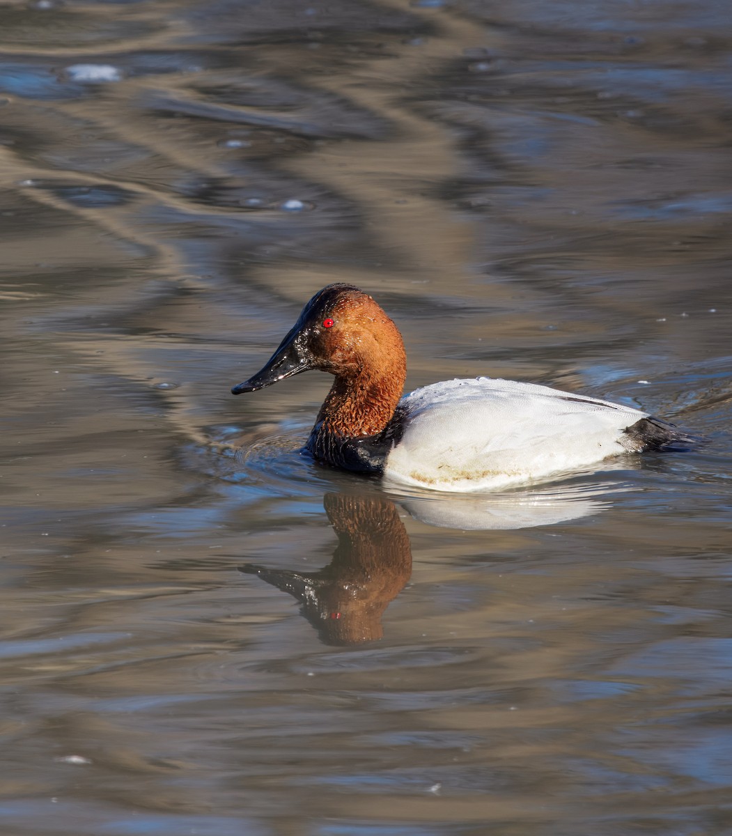 Porrón Coacoxtle - ML651074704