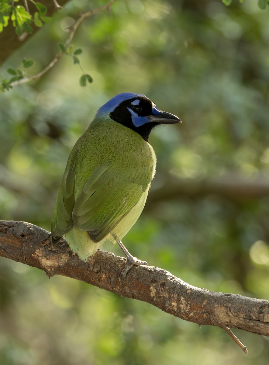 Green Jay - ML651074949