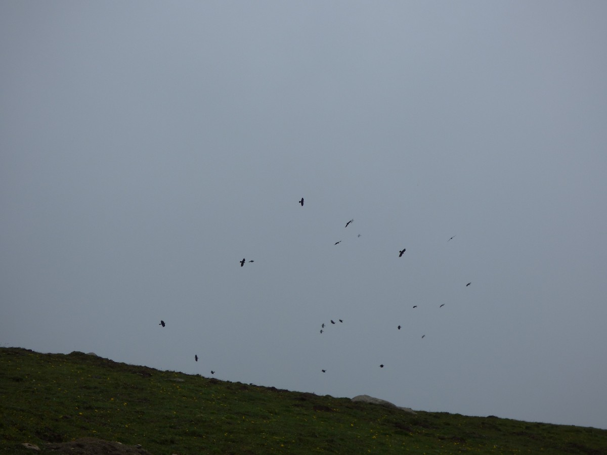 Red-billed Chough - Philip Steiner