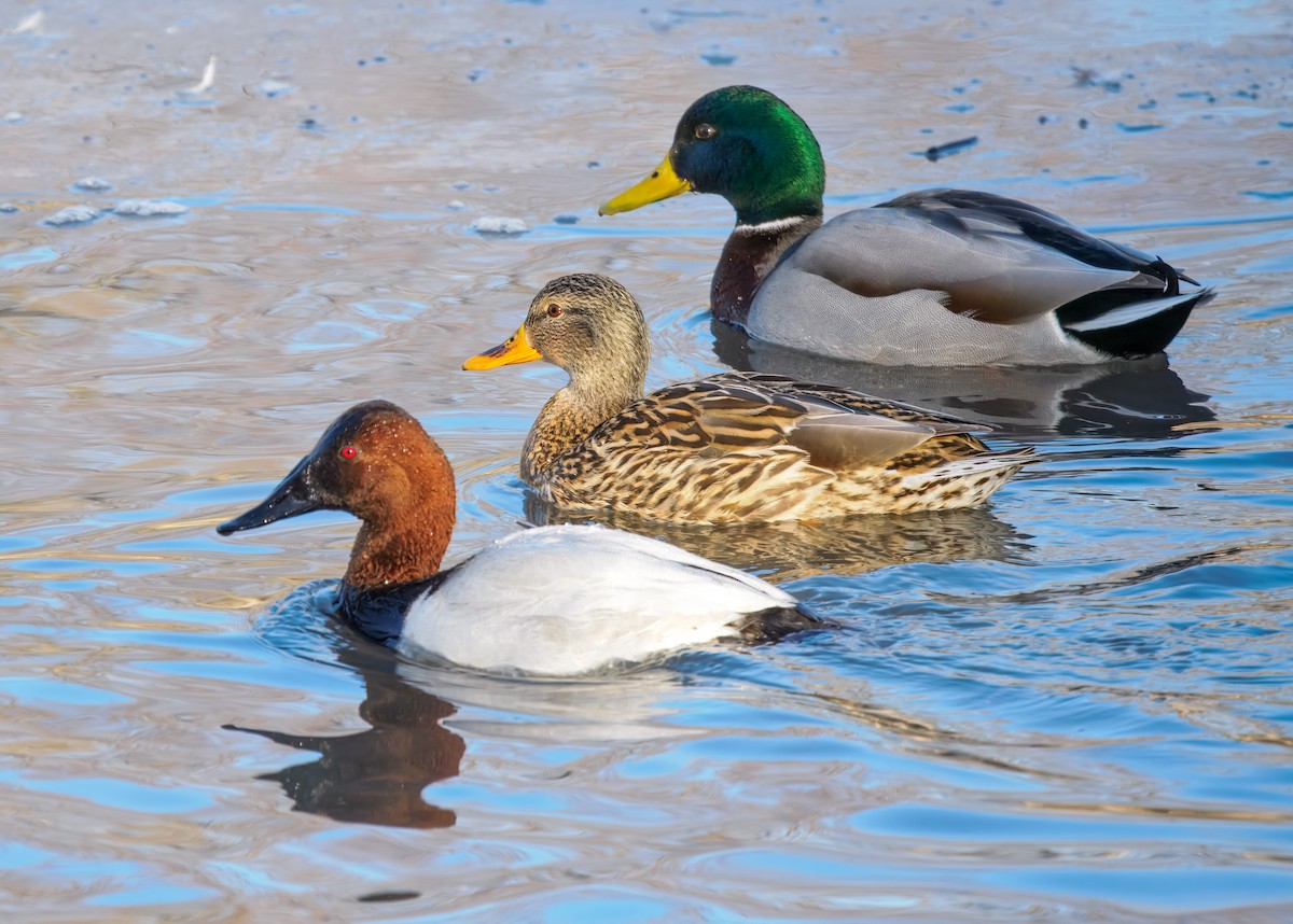 Porrón Coacoxtle - ML651075081