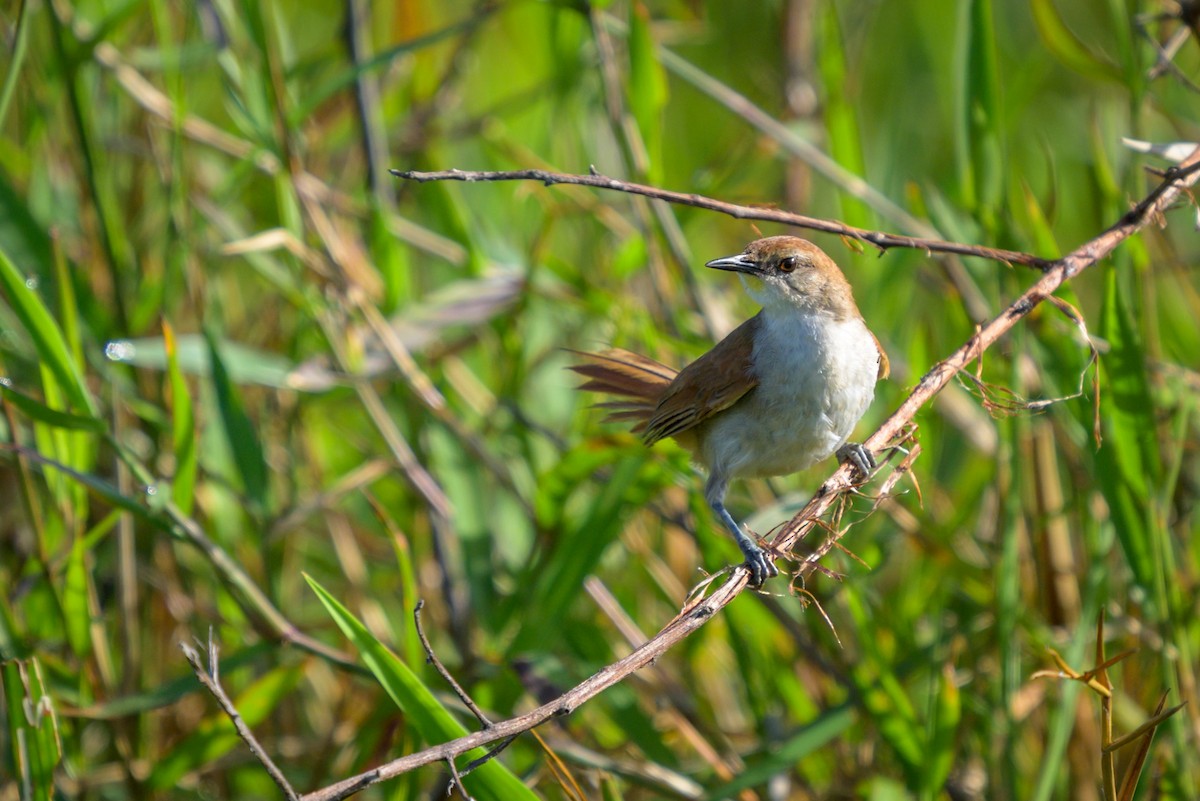Мочарник жовтогорлий - ML651075175