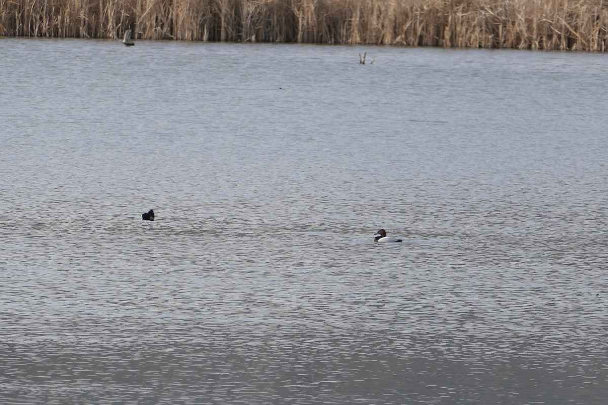 Porrón Coacoxtle - ML651075336