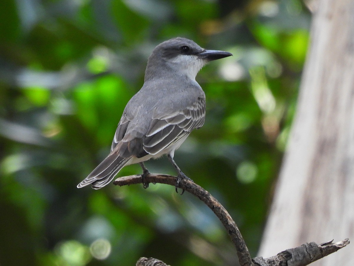 Gray Kingbird - ML651075344