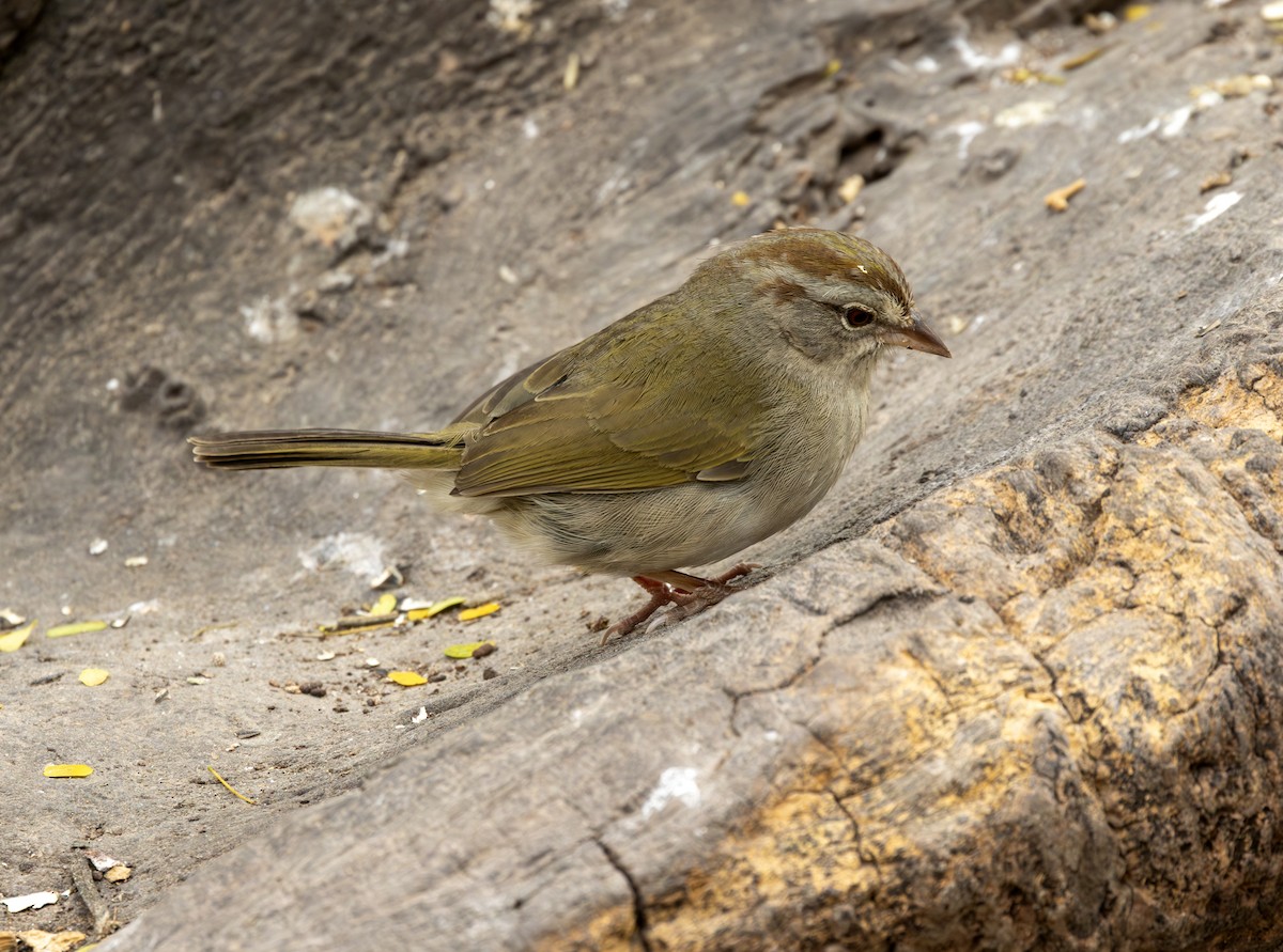 Olive Sparrow - ML651075509