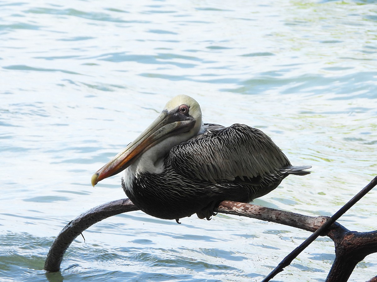 Brown Pelican - ML651075693