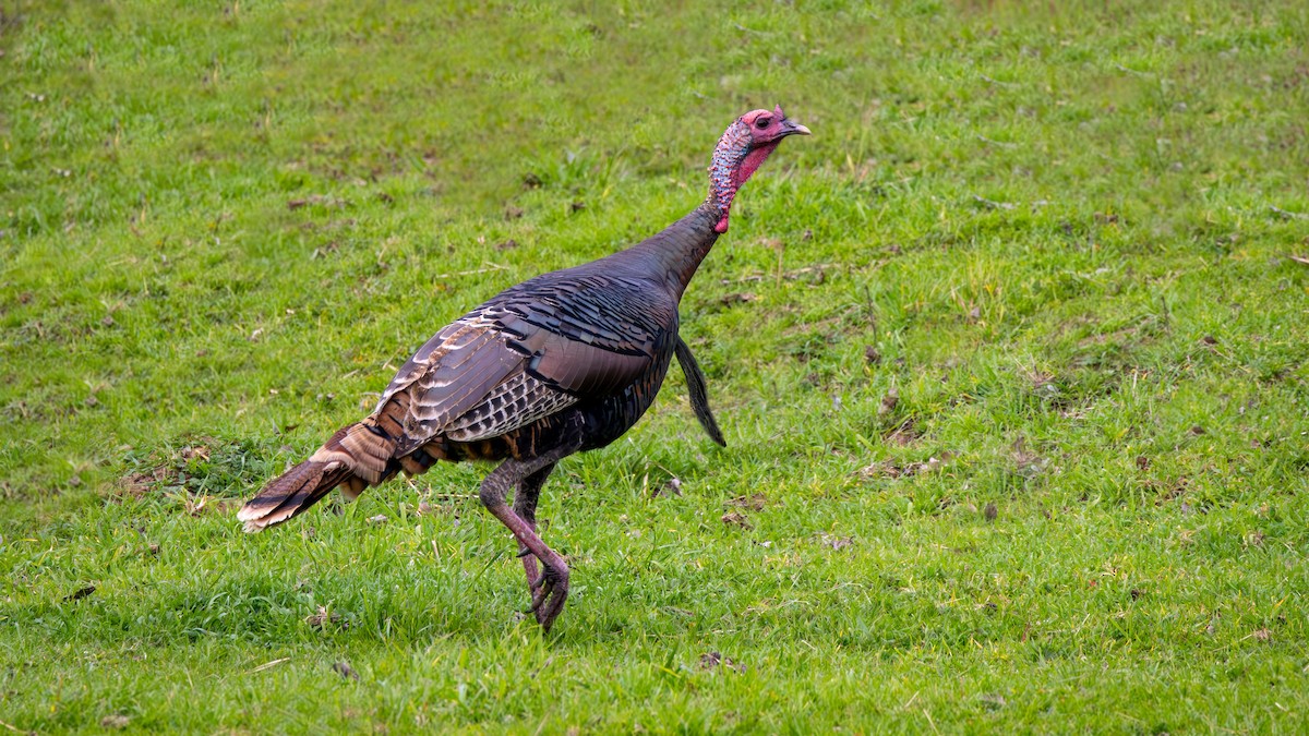 Wild Turkey - ML651076072