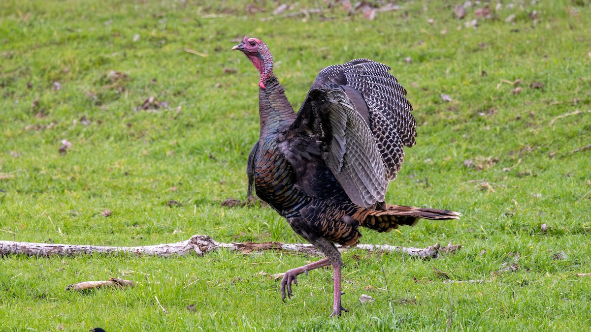 Wild Turkey - ML651076128