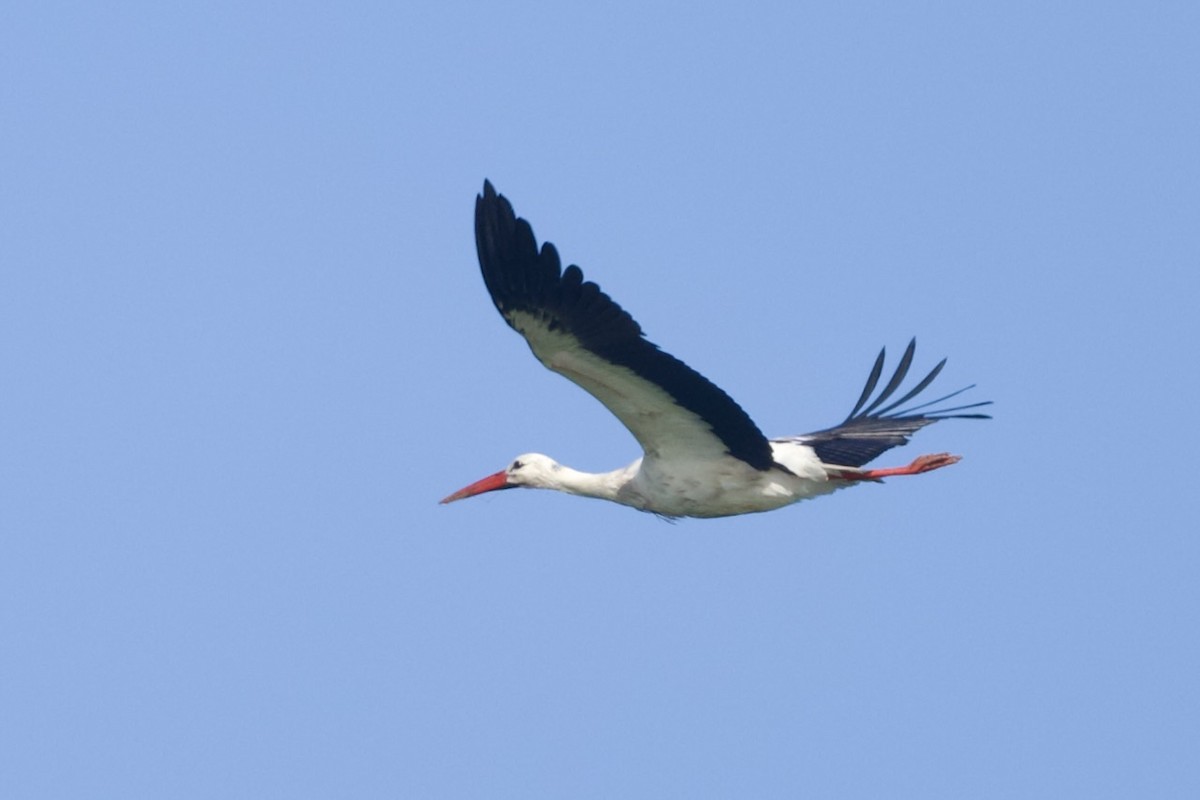 Weißstorch - ML651076311