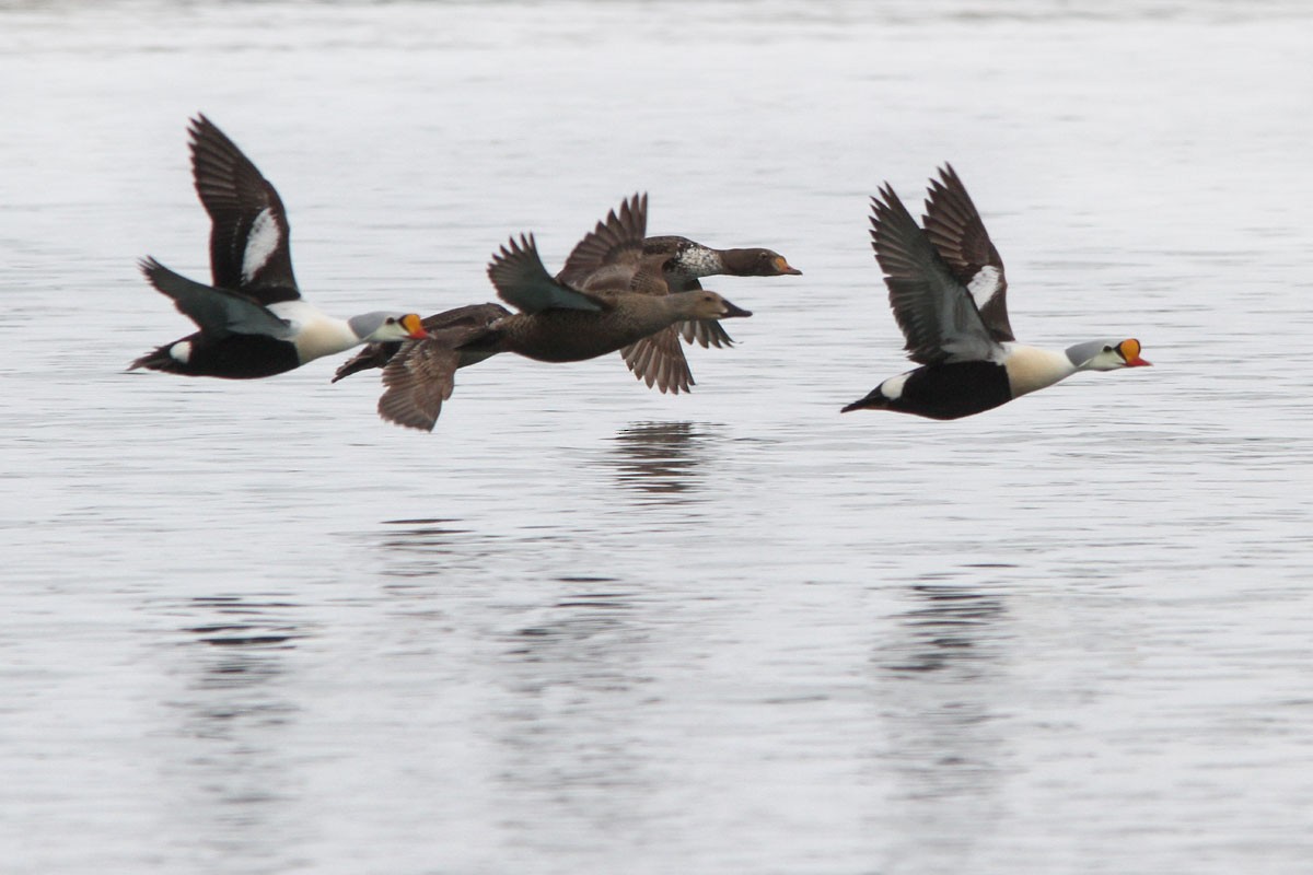 King Eider - ML65107661