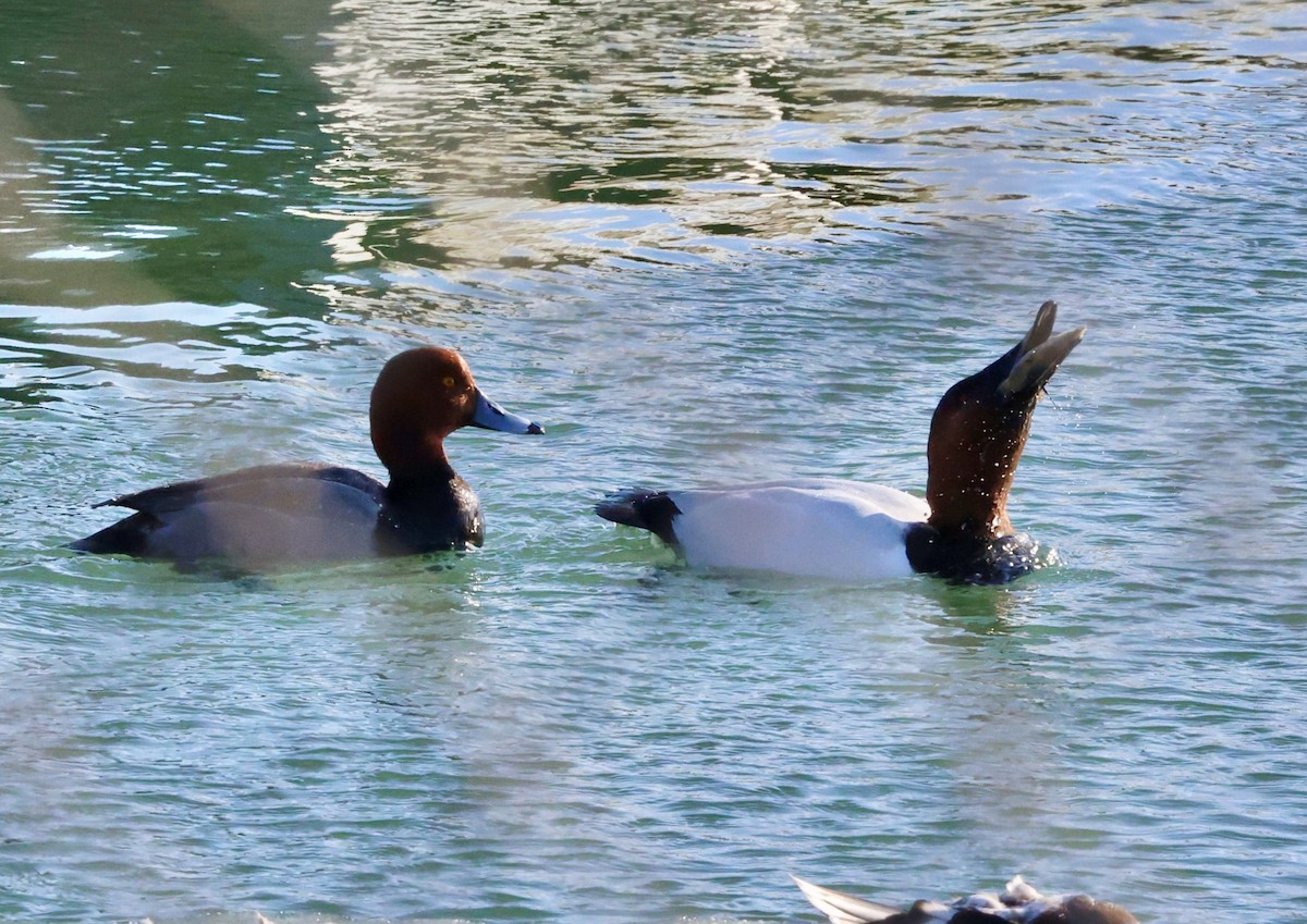 Porrón Coacoxtle - ML651076675