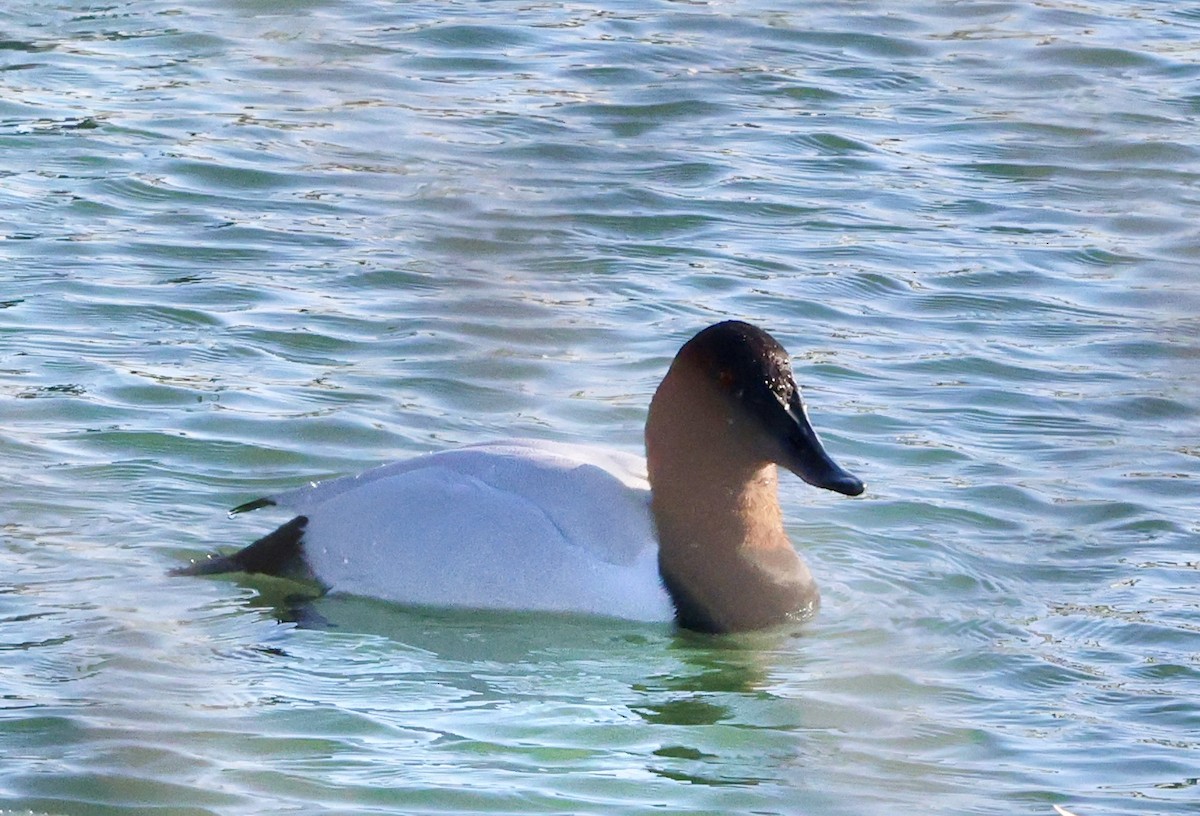 Porrón Coacoxtle - ML651076676
