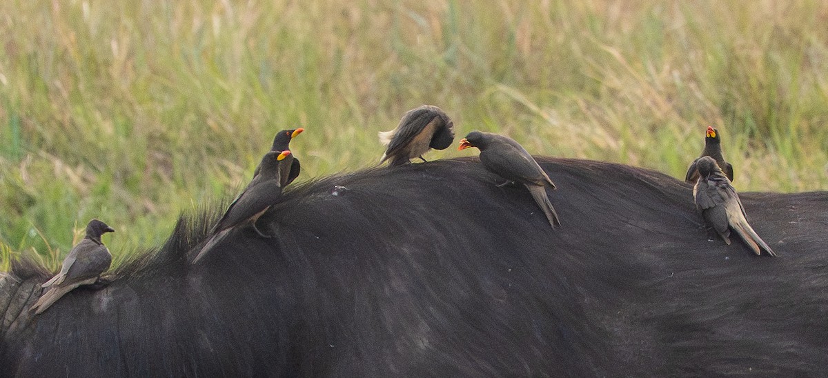 Yellow-billed Oxpecker - ML651076977