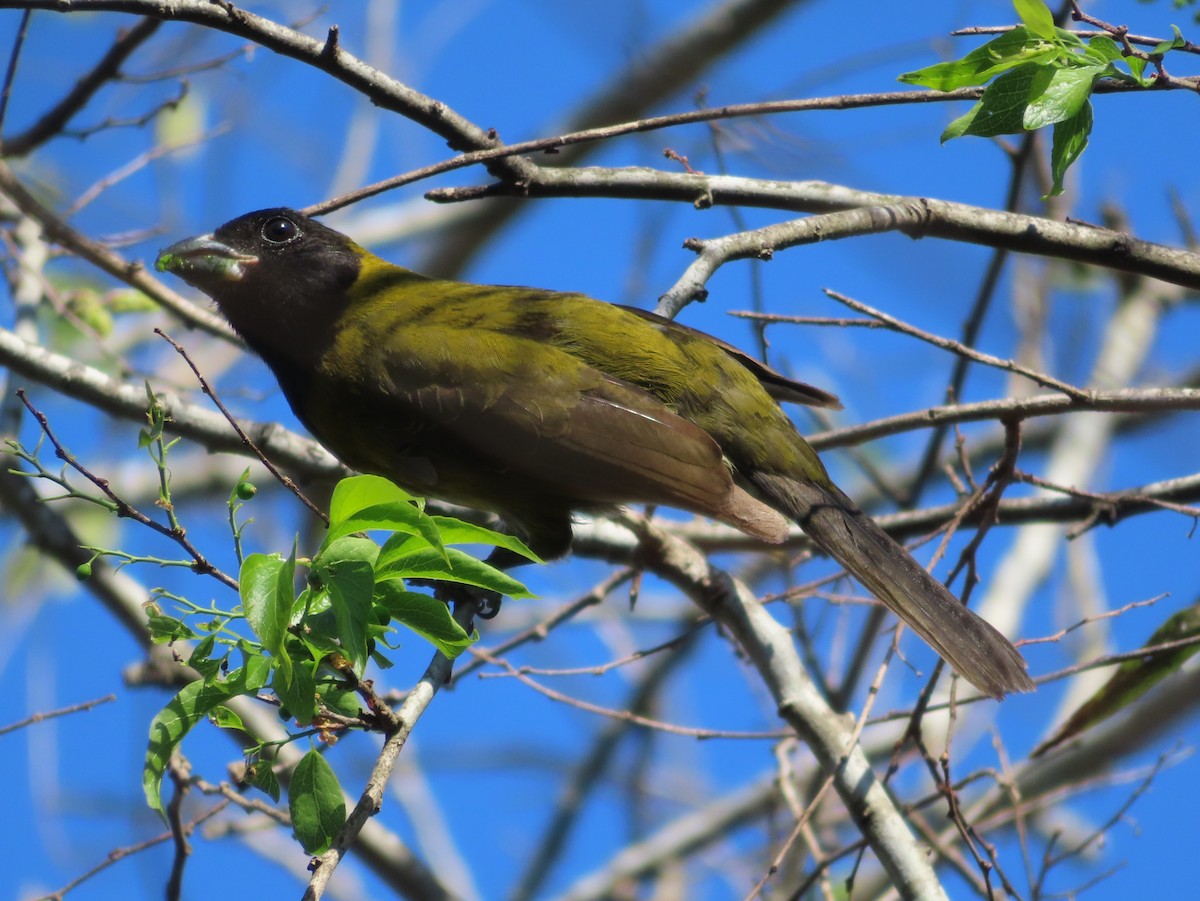 Crimson-collared Grosbeak - ML651077125