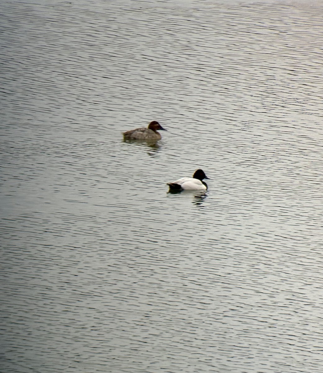 Porrón Coacoxtle - ML651077244