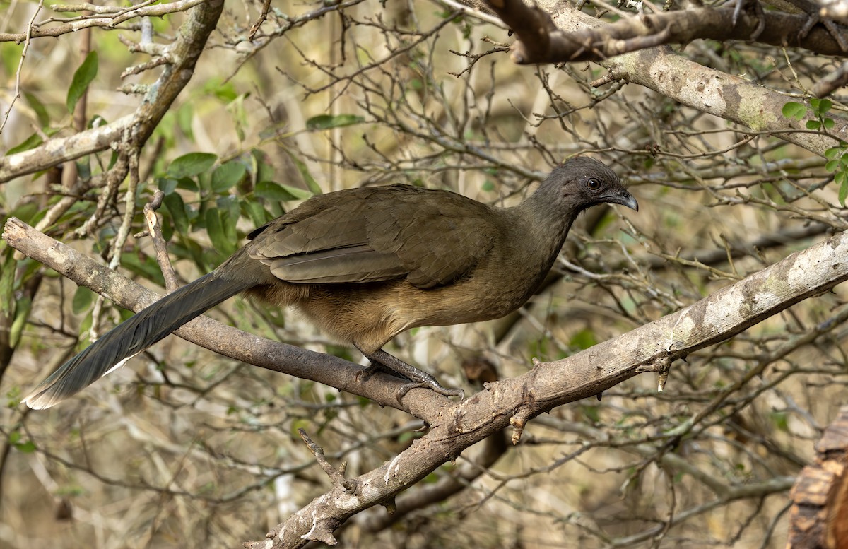 Plain Chachalaca - ML651077339