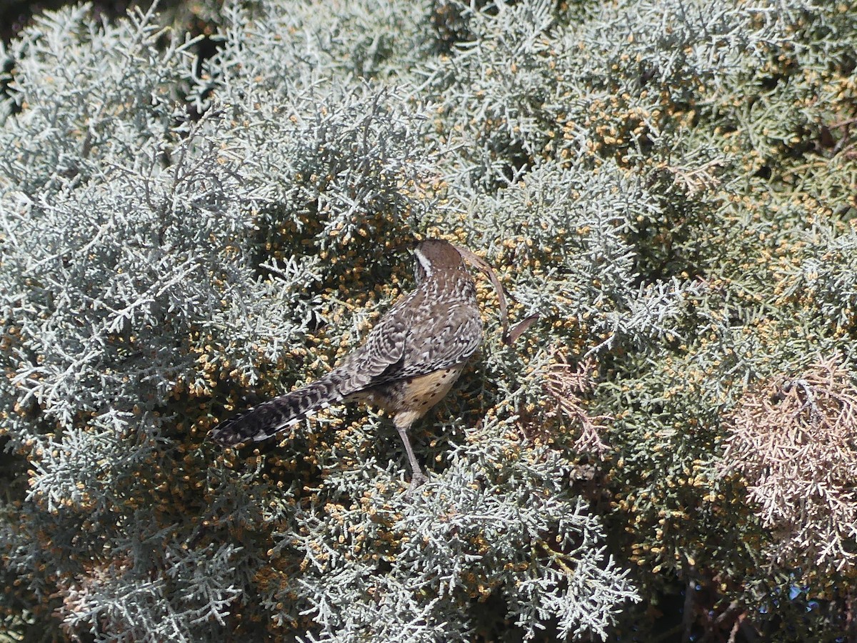 Kaktüs Çıtkuşu - ML651077385