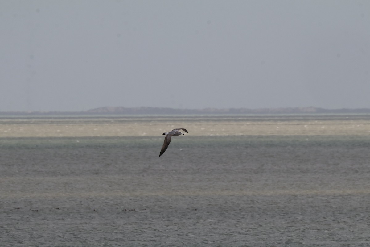 Amerika Gümüş Martısı - ML651077395