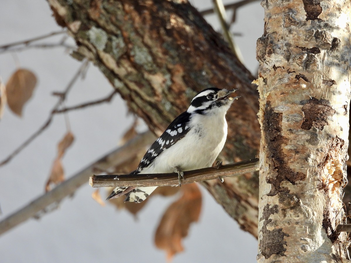 Yumuşak Tüylü Ağaçkakan - ML651077396