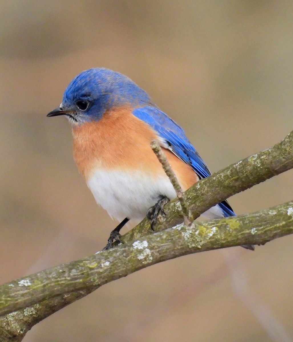 Doğulu Mavi Ardıç - ML651077398