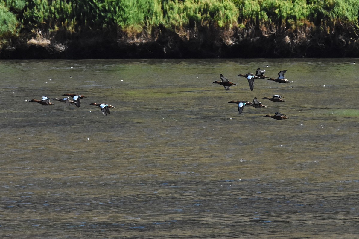 Kızıl Ördek - ML651077399