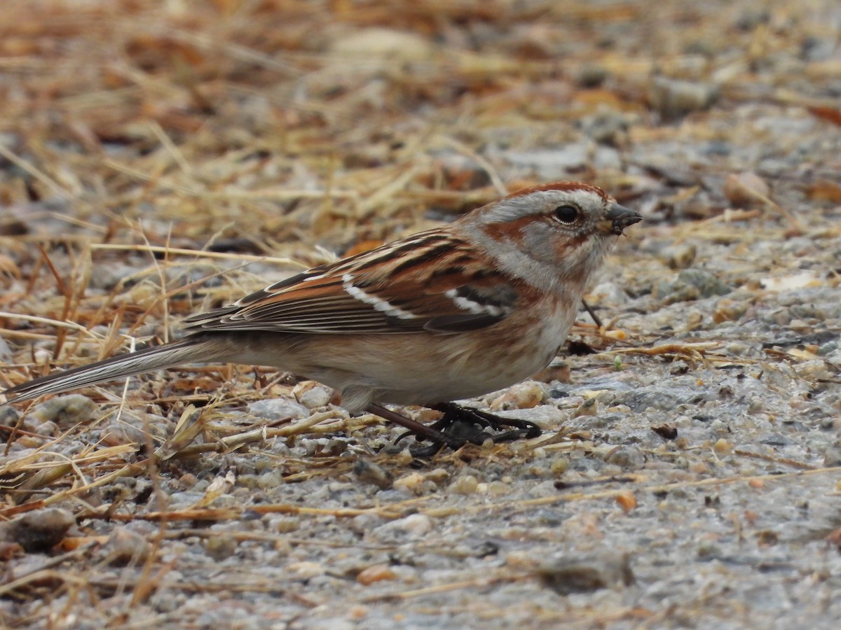 Hudson Körfezi Serçesi - ML651077400