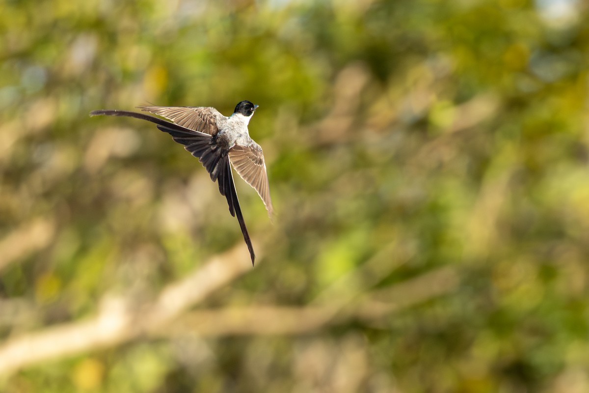 Savan Tiranı - ML651077401