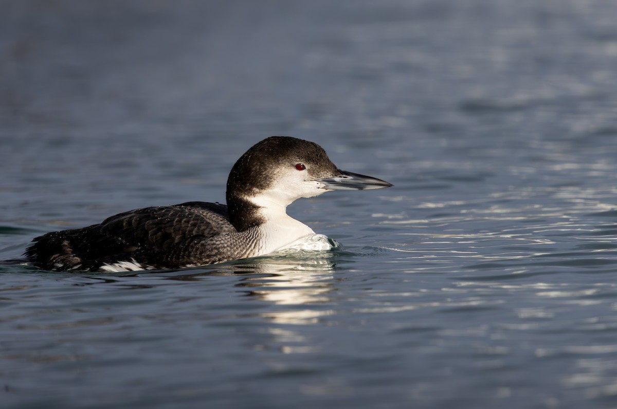 Buz Dalgıcı - ML651077403