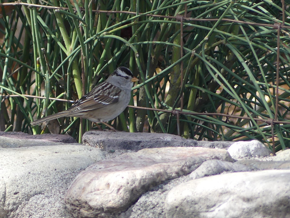 Porsuk Serçesi - ML651077404