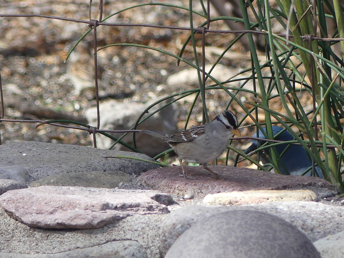 Porsuk Serçesi - ML651077405