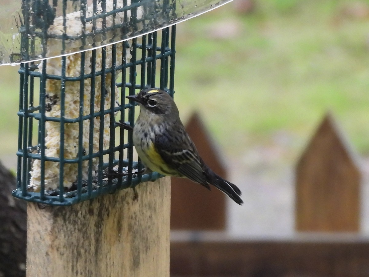 Taçlı Ötleğen - ML651077406