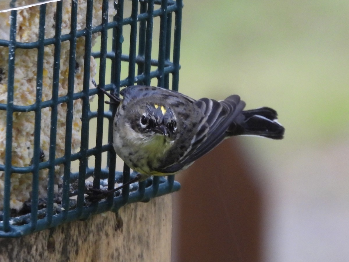 Taçlı Ötleğen - ML651077407