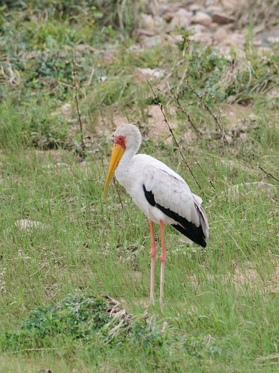 Sarı Gagalı Leylek - ML651077408