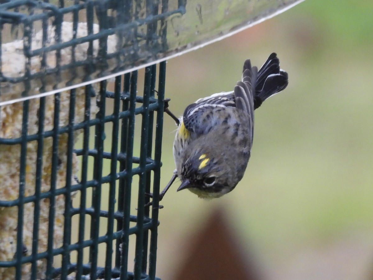 Taçlı Ötleğen - ML651077409