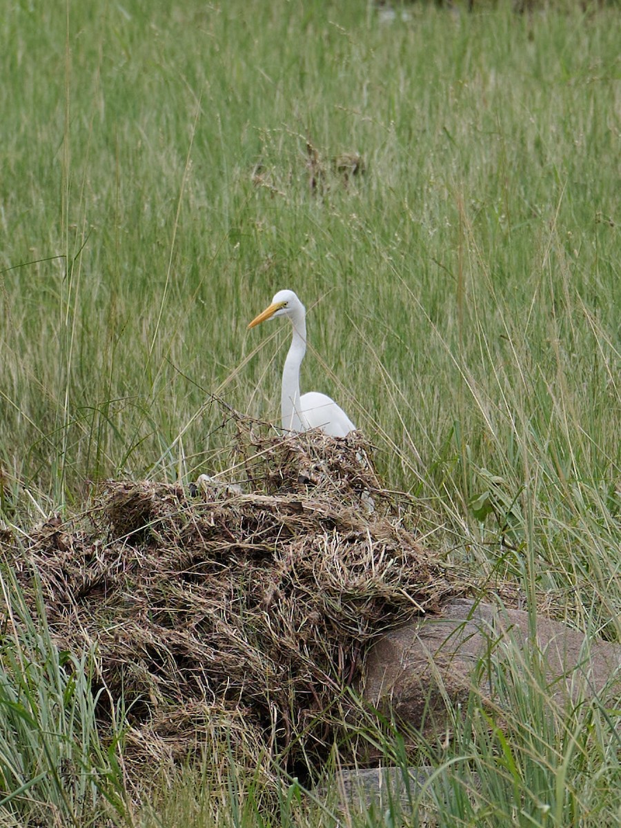 Büyük Ak Balıkçıl - ML651077415