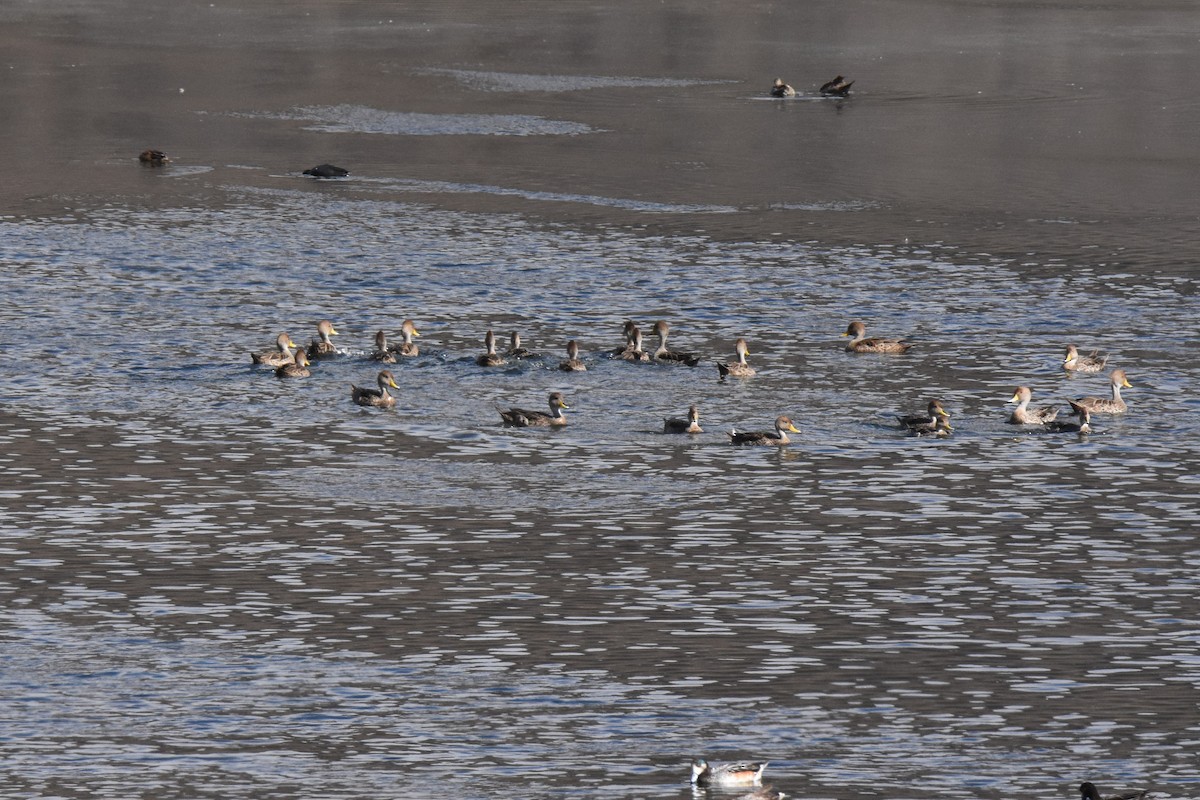 Sarı Gagalı Kılkuyruk - ML651077417