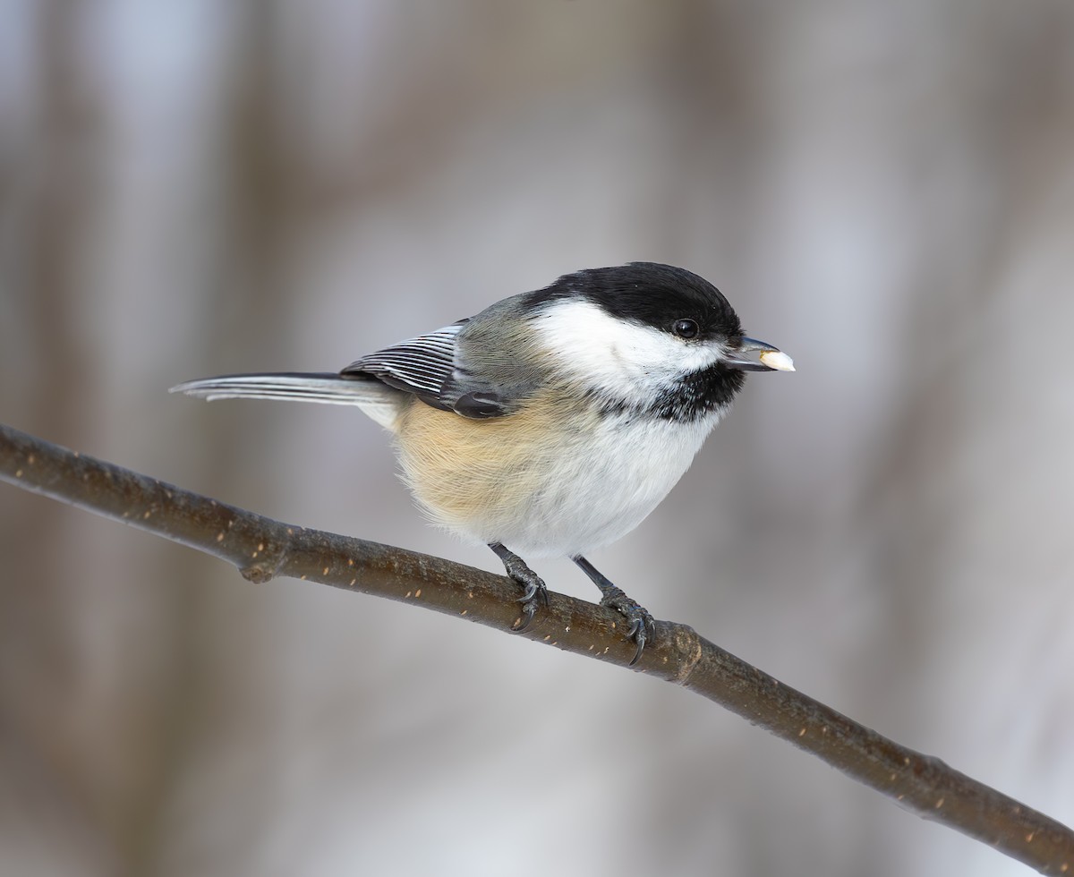 Amerika Baştankarası - ML651077421