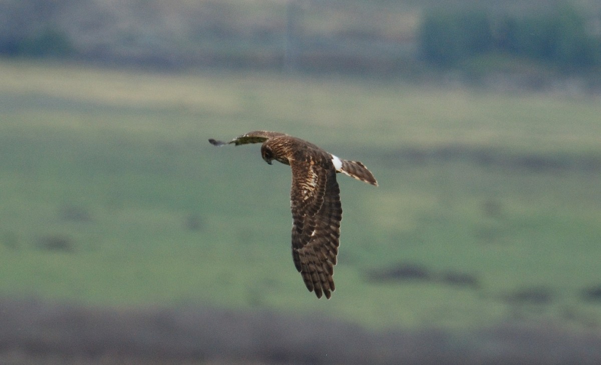 Amerika Delicesi - ML651077430